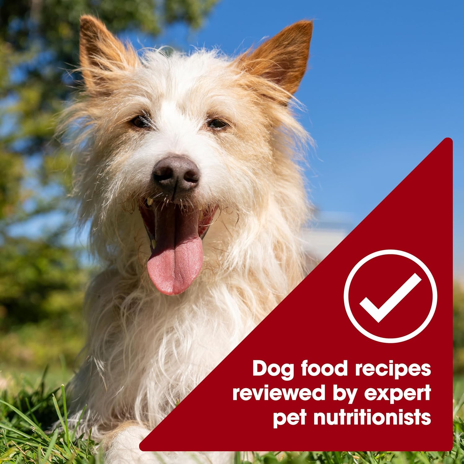 Nature’s Recipe Grain Free Wet Dog Food, 2.75 oz (Pack of 12)