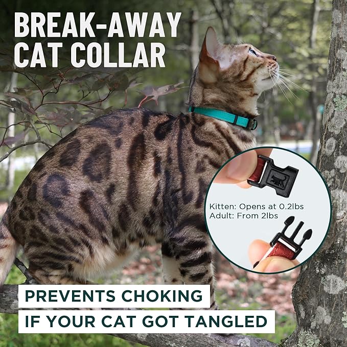 OutdoorBengal Orange Breakaway Kitten Collar - Ultra Safe Quick Release Cat Collar for Kittens Under 6 Months – Soft-Padded, Lightweight, Adjustable, Thin and Comfortable, No Bell (Orange, Kitten)