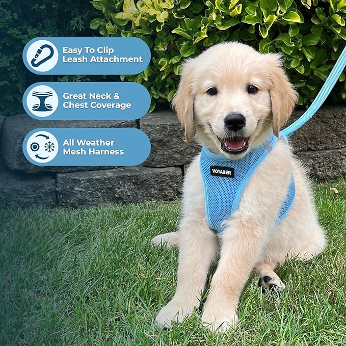 Best Pet Supplies Voyager Step-in Air Harness - All Weather Mesh, Reflective, No Pull Harness for Dogs, Cats - Secure with Hook & Loop Fastener, Buckle, Double D-Rings - Baby Blue, S