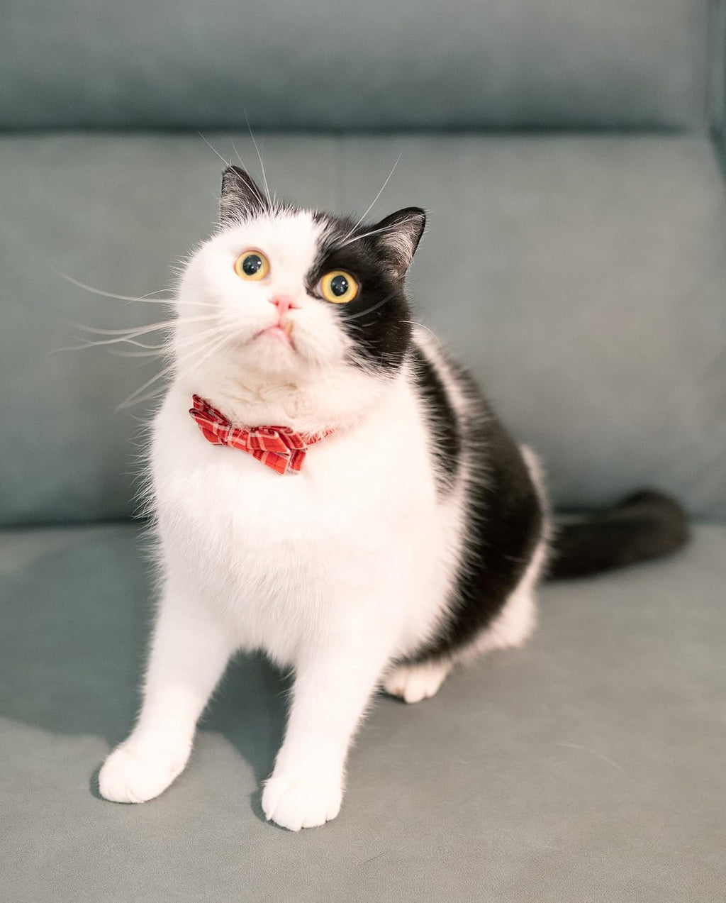 Cat Collar Breakaway Bowtie Safety with Bell Adjustbale Kitten Puppy Solid Plaid Color Set J-[2pcs] Red