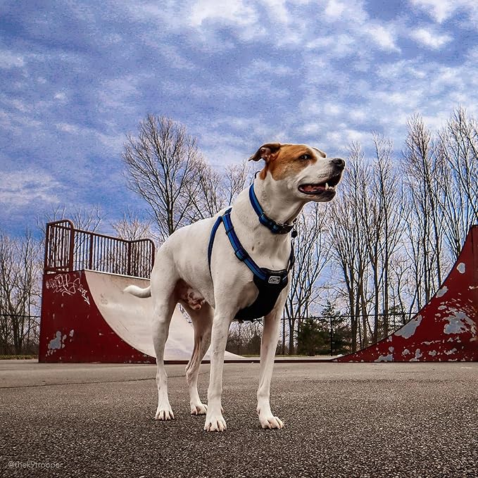 Coastal Pet K9 Explorer Reflective Adjustable Dog Collar - Comfortable Collar for The Outdoors - Durable, Lightweight Accessory with Side-Release Buckle - Goldenrod, 5/8" x 8-12"