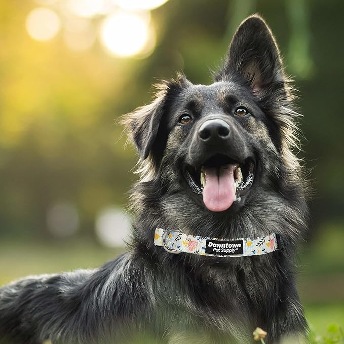 Downtown Pet Supply - Best, Cute & Fancy Dog Collar - Lightweight Adjustable Dog Collar with Quick Buckle & D-Ring - Hand Wash Safe - Floral - S - Small Dog Collar