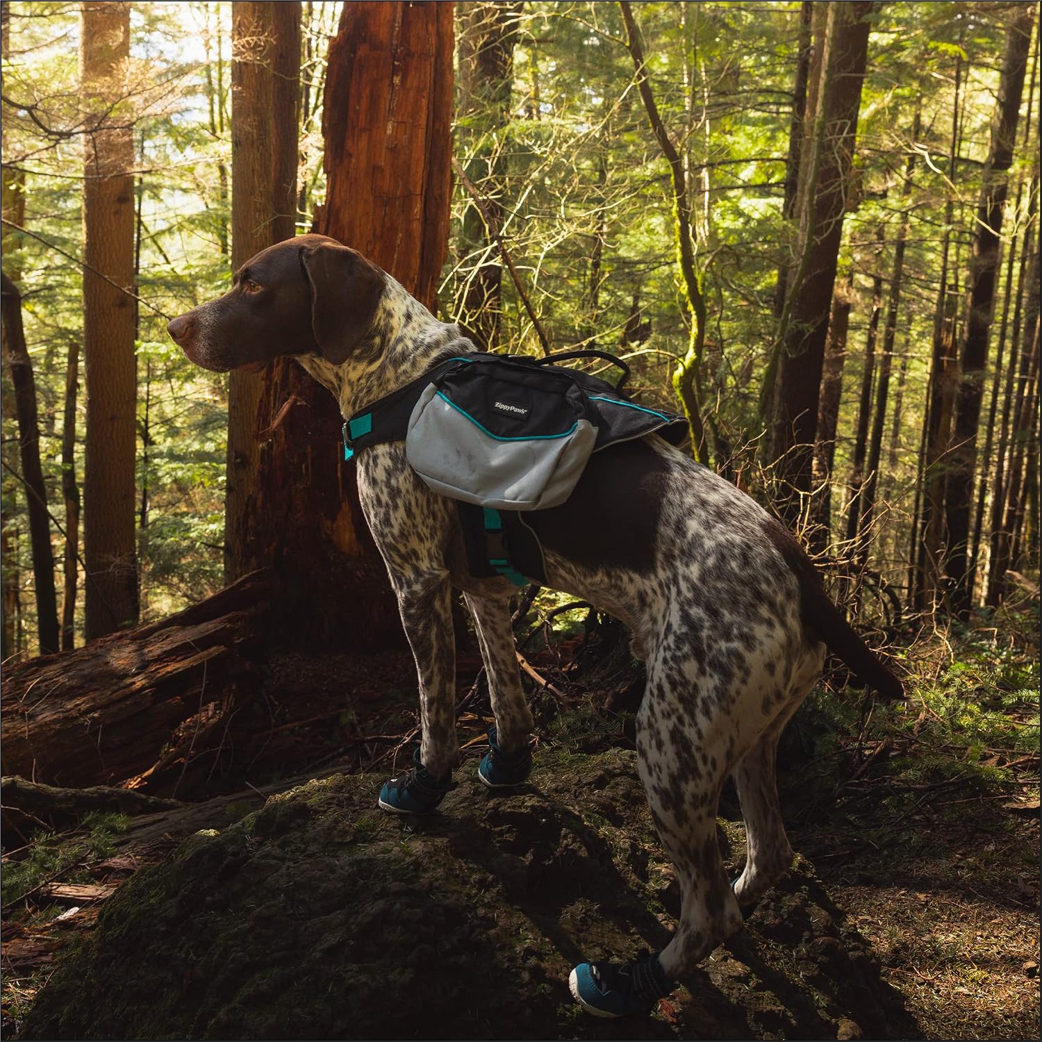 ZippyPaws Adventure Boots - Dog Shoes for Paw Protection from Hot and Cold, Dog Booties for Winter & Summer, Dog Shoes for Large & Small Dogs - Teal, S - Size 4